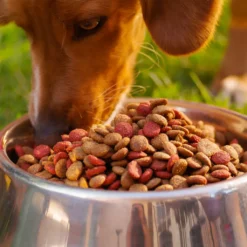 Relaxdays 4er Napfset Hund Größe S -Smart Kitchen Store cfbd431e6548c1630460e210fe3fc7a0